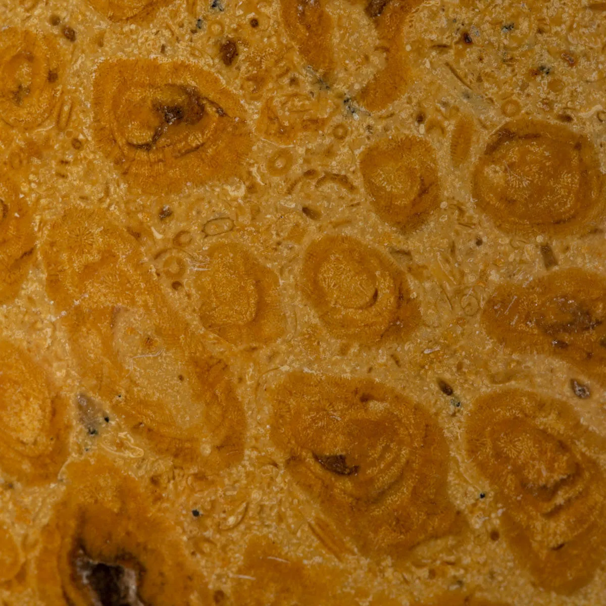 Sfera in Corallo Fossile