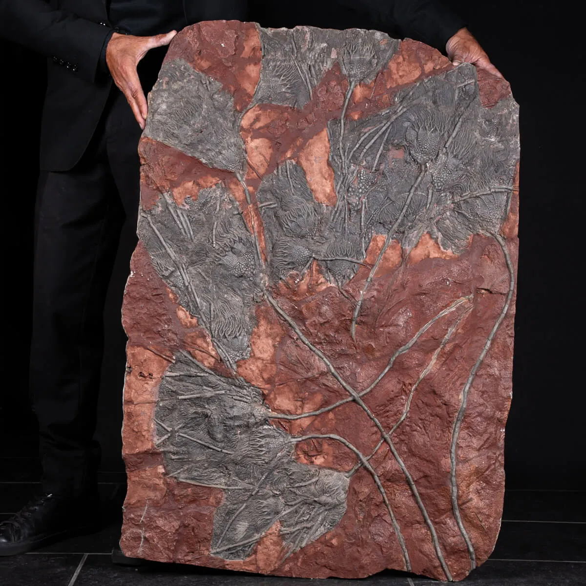 Grande Lastra con Crinoidi – Marocco