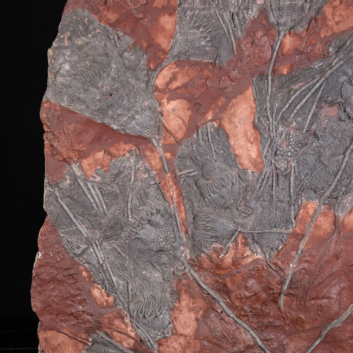 Grande Lastra con Crinoidi – Marocco