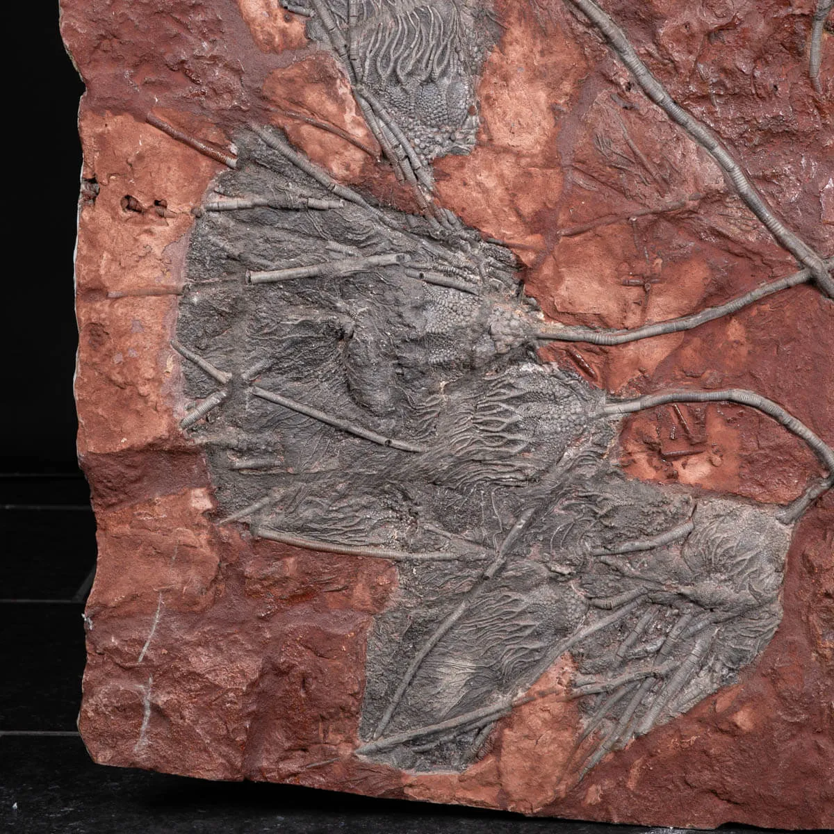 Grande Lastra con Crinoidi – Marocco