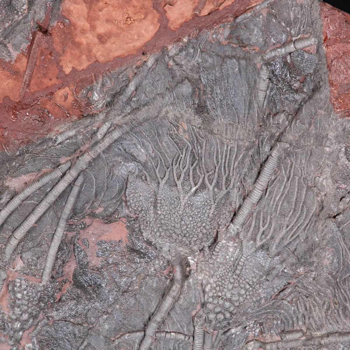 Grande Lastra con Crinoidi – Marocco