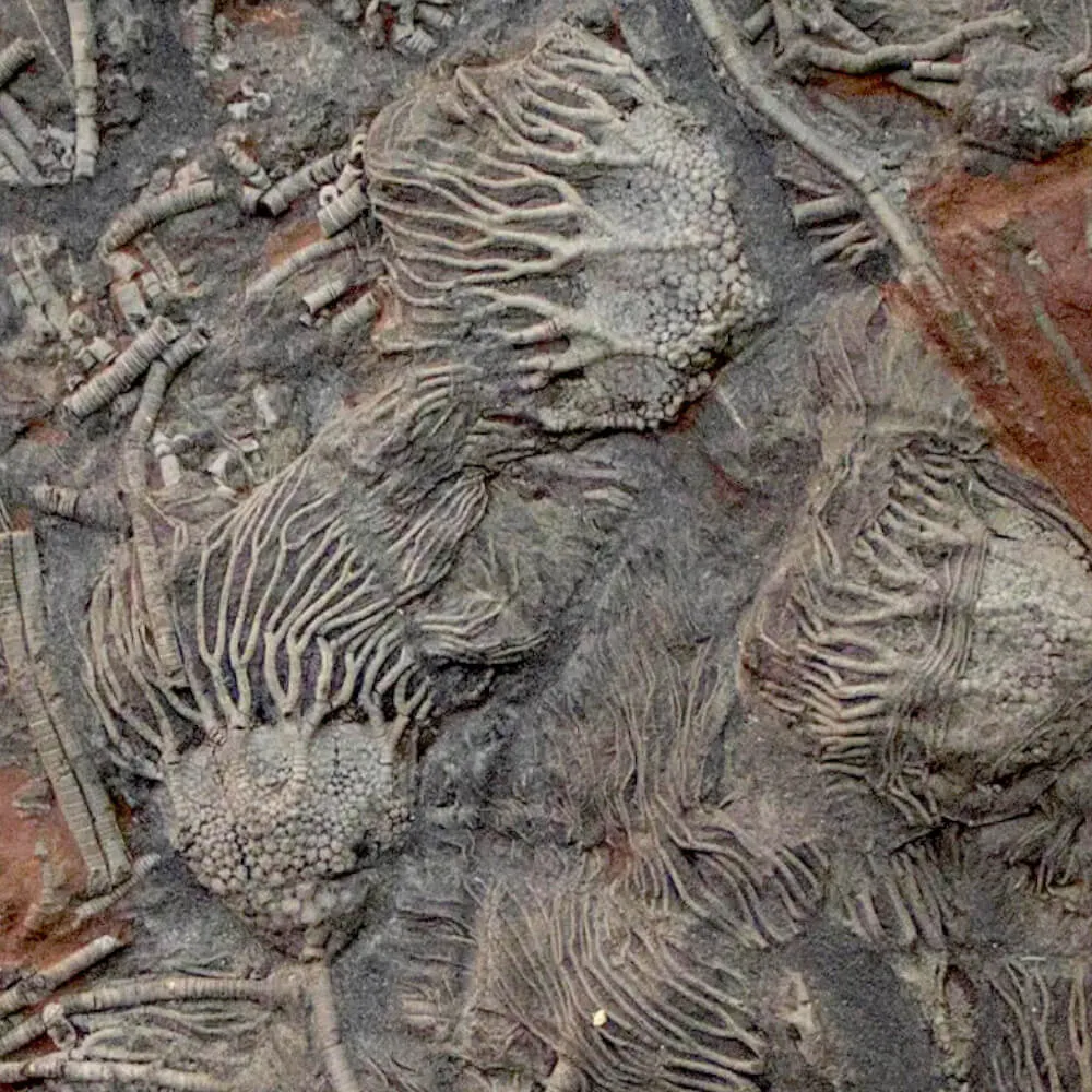 Crinoidi del Siluriano di Boutschrafin.