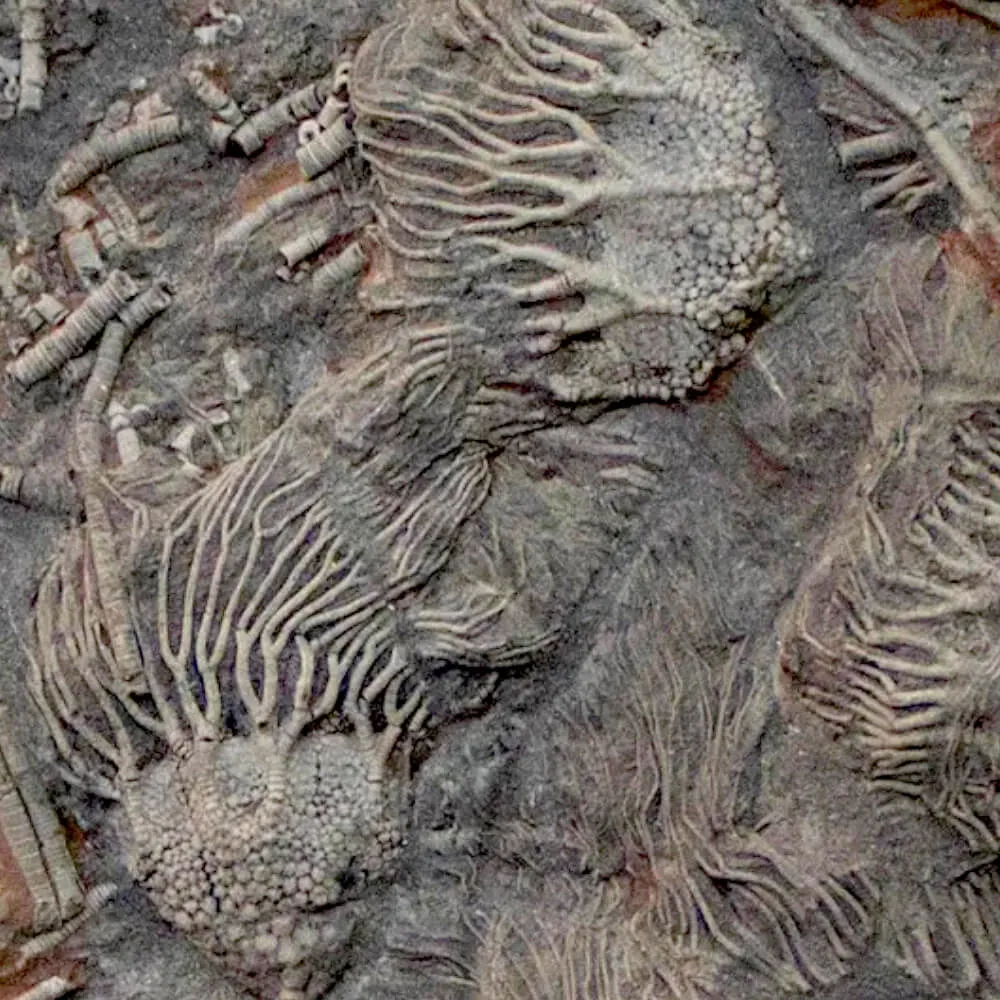 Crinoidi del Siluriano di Boutschrafin.