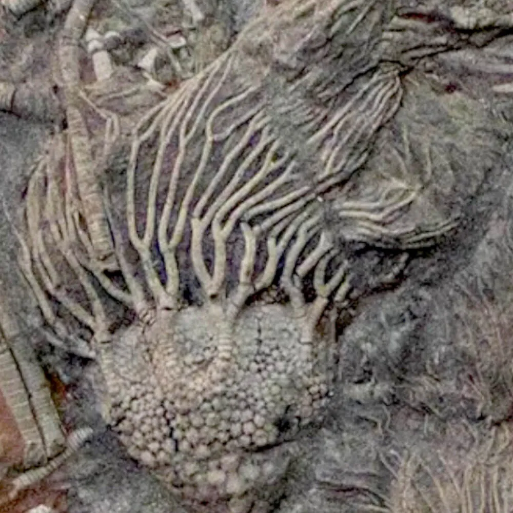 Crinoidi del Siluriano di Boutschrafin.