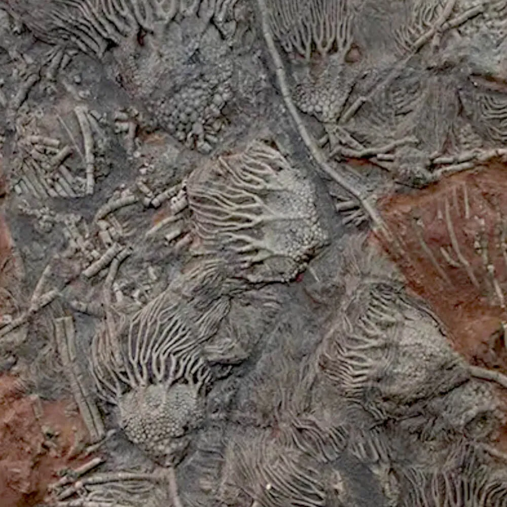 Crinoidi del Siluriano di Boutschrafin.