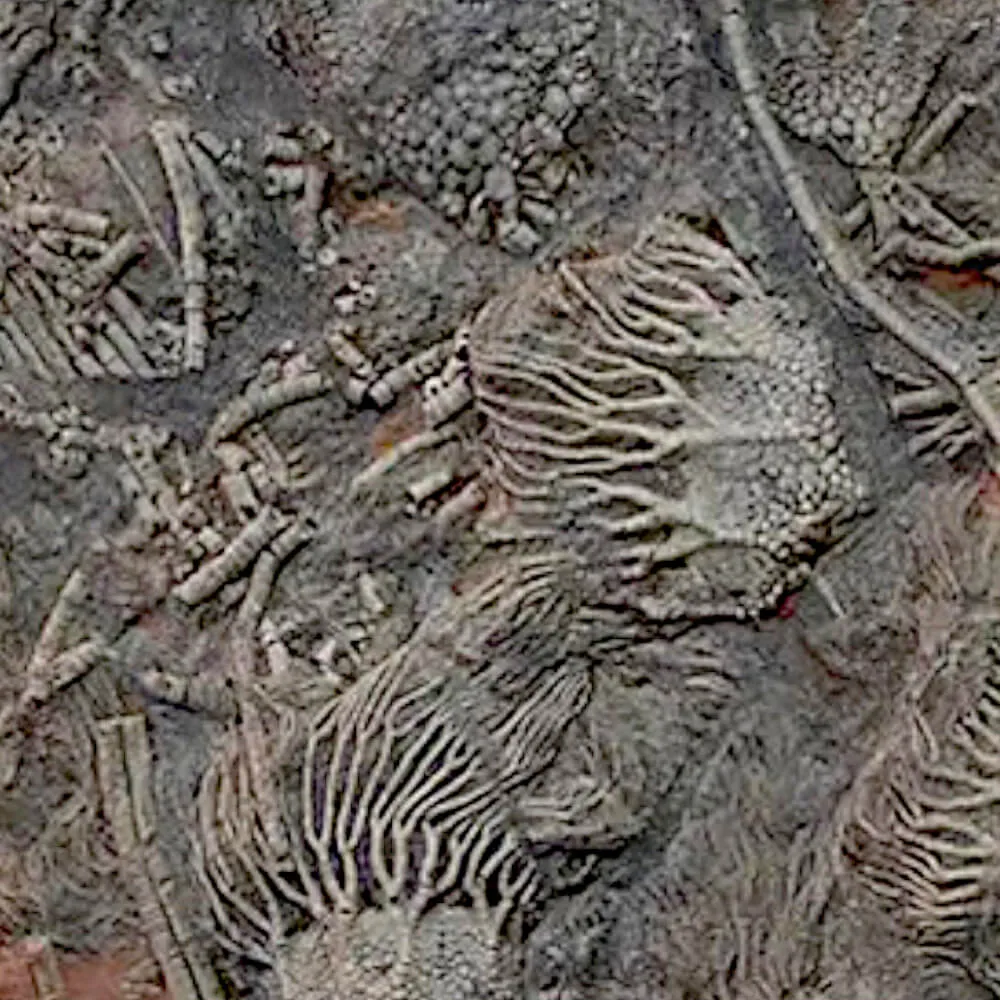 Crinoidi del Siluriano di Boutschrafin.