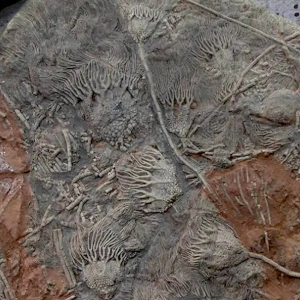 Crinoidi del Siluriano di Boutschrafin.