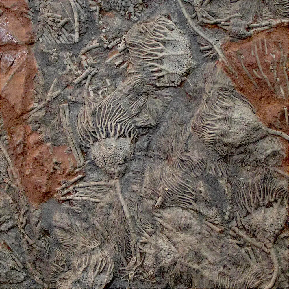 Crinoidi del Siluriano di Boutschrafin.