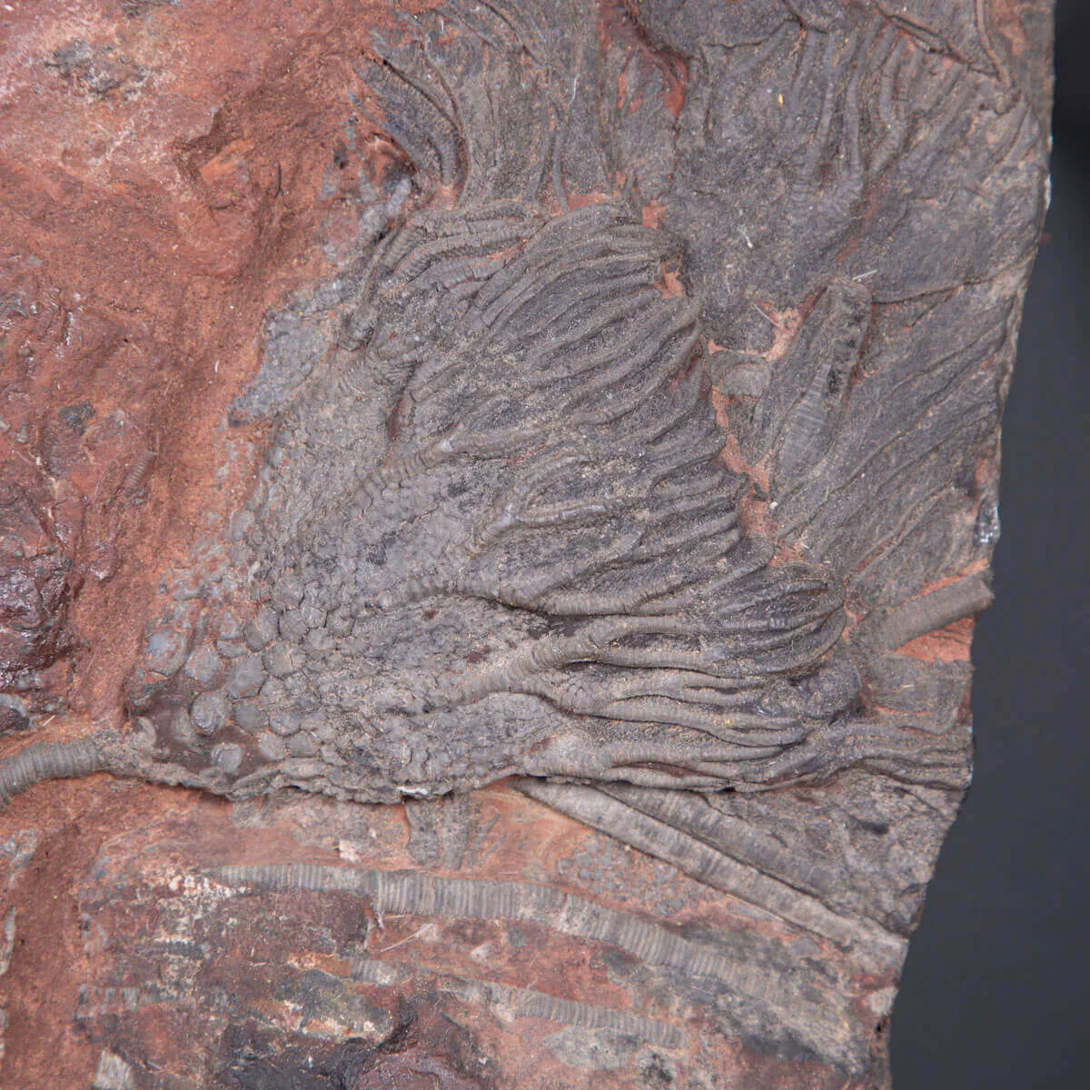 Meraviglia dei Crinoidi Scyphocrinites Elegans.
