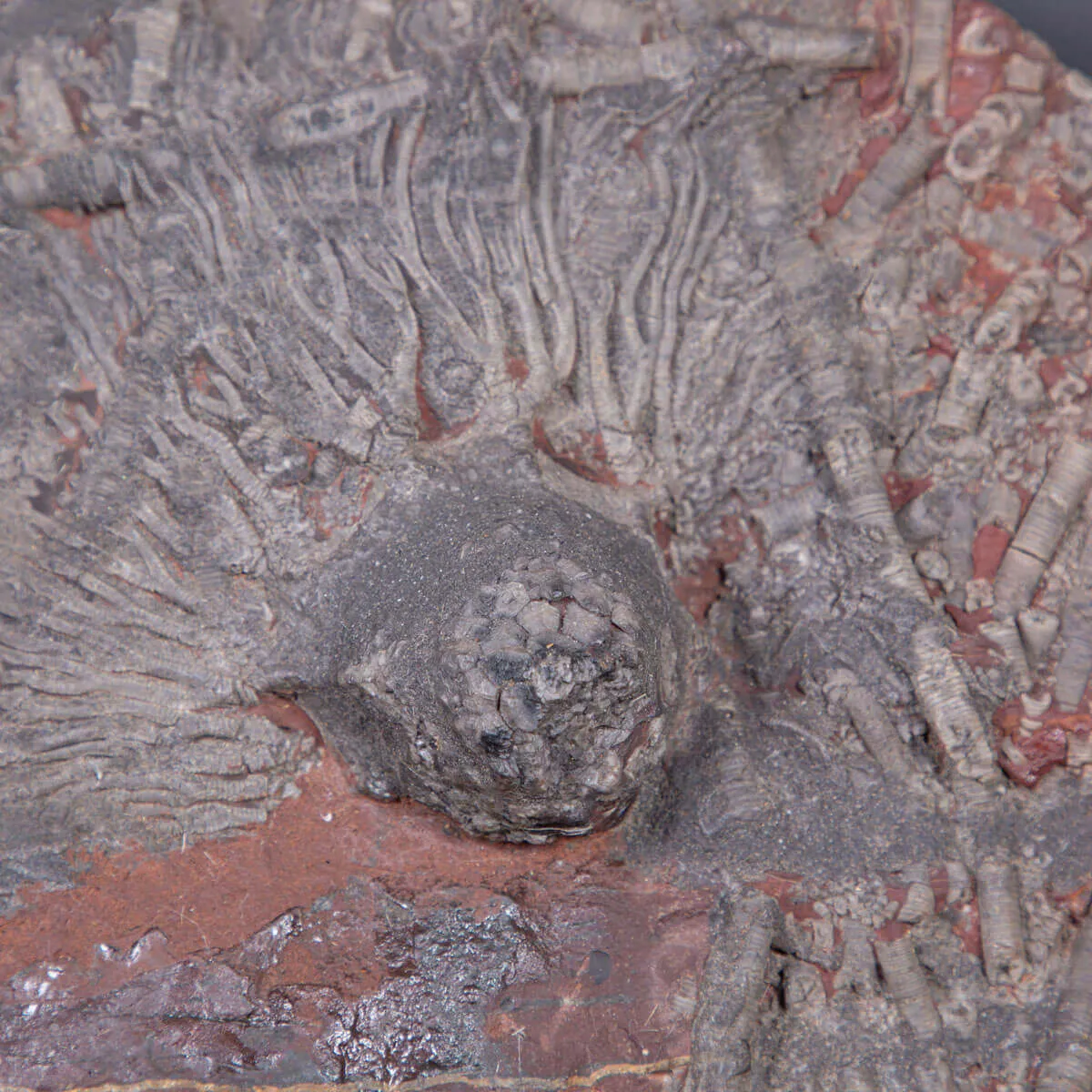 Meraviglia dei Crinoidi Scyphocrinites Elegans.