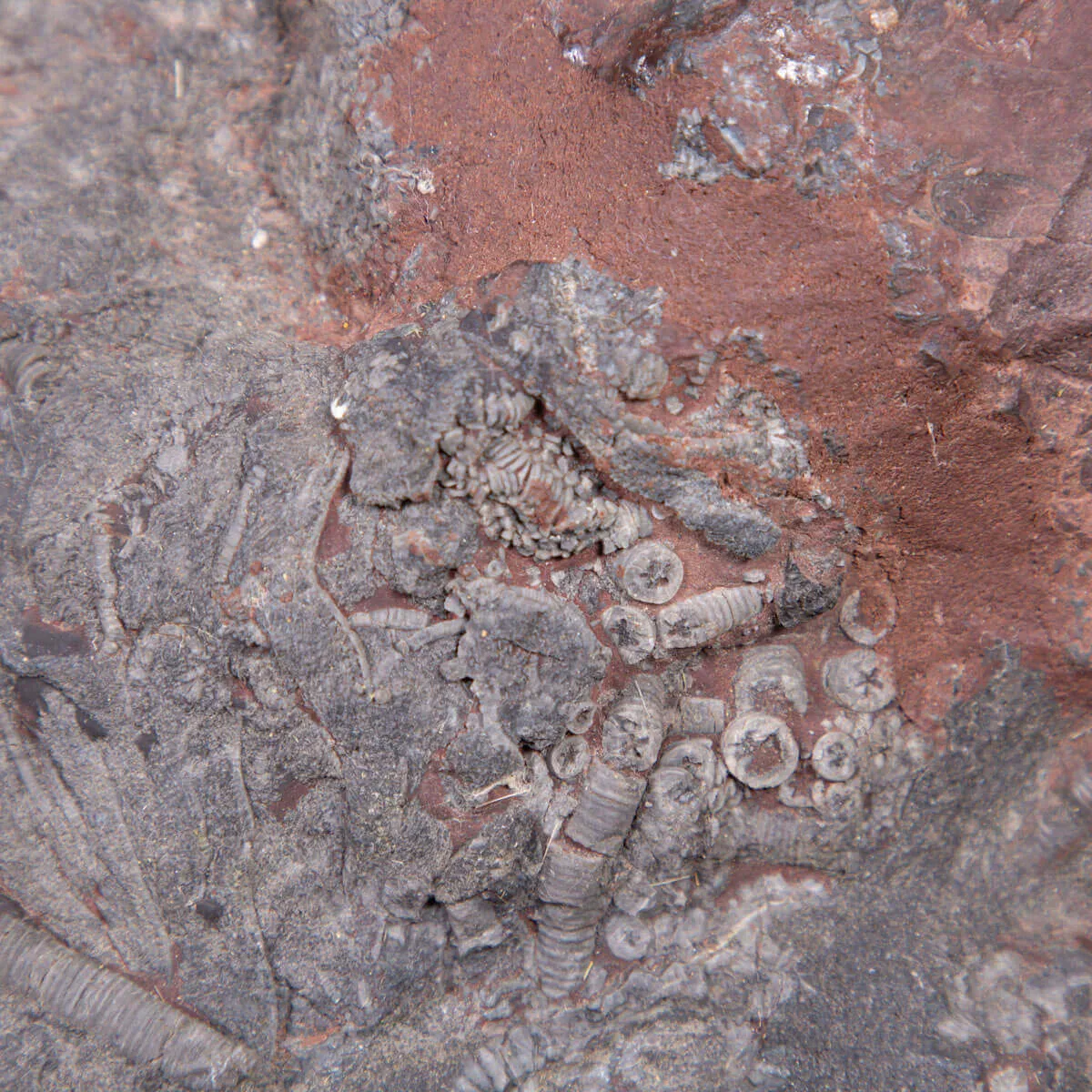 Meraviglia dei Crinoidi Scyphocrinites Elegans.