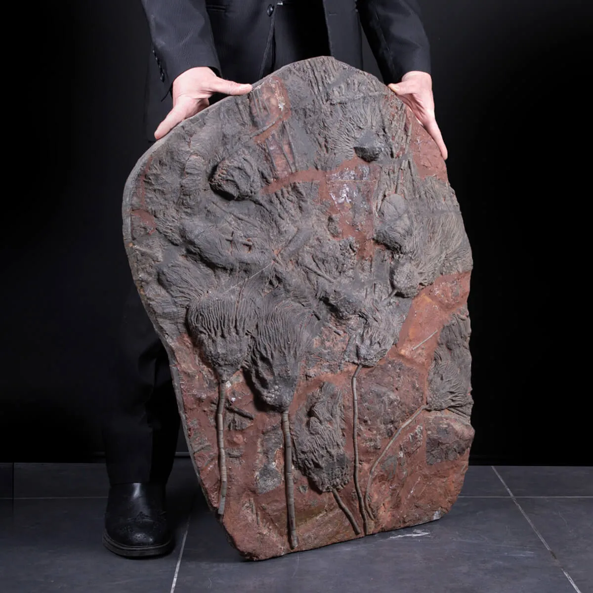 Meraviglia dei Crinoidi Scyphocrinites Elegans.