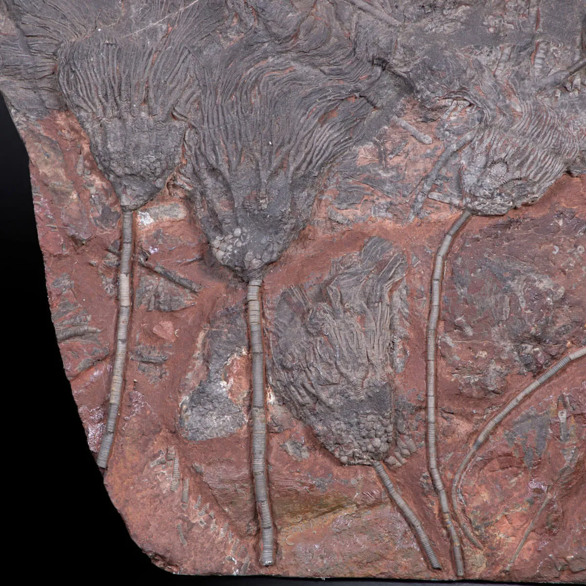 Meraviglia dei Crinoidi Scyphocrinites Elegans.
