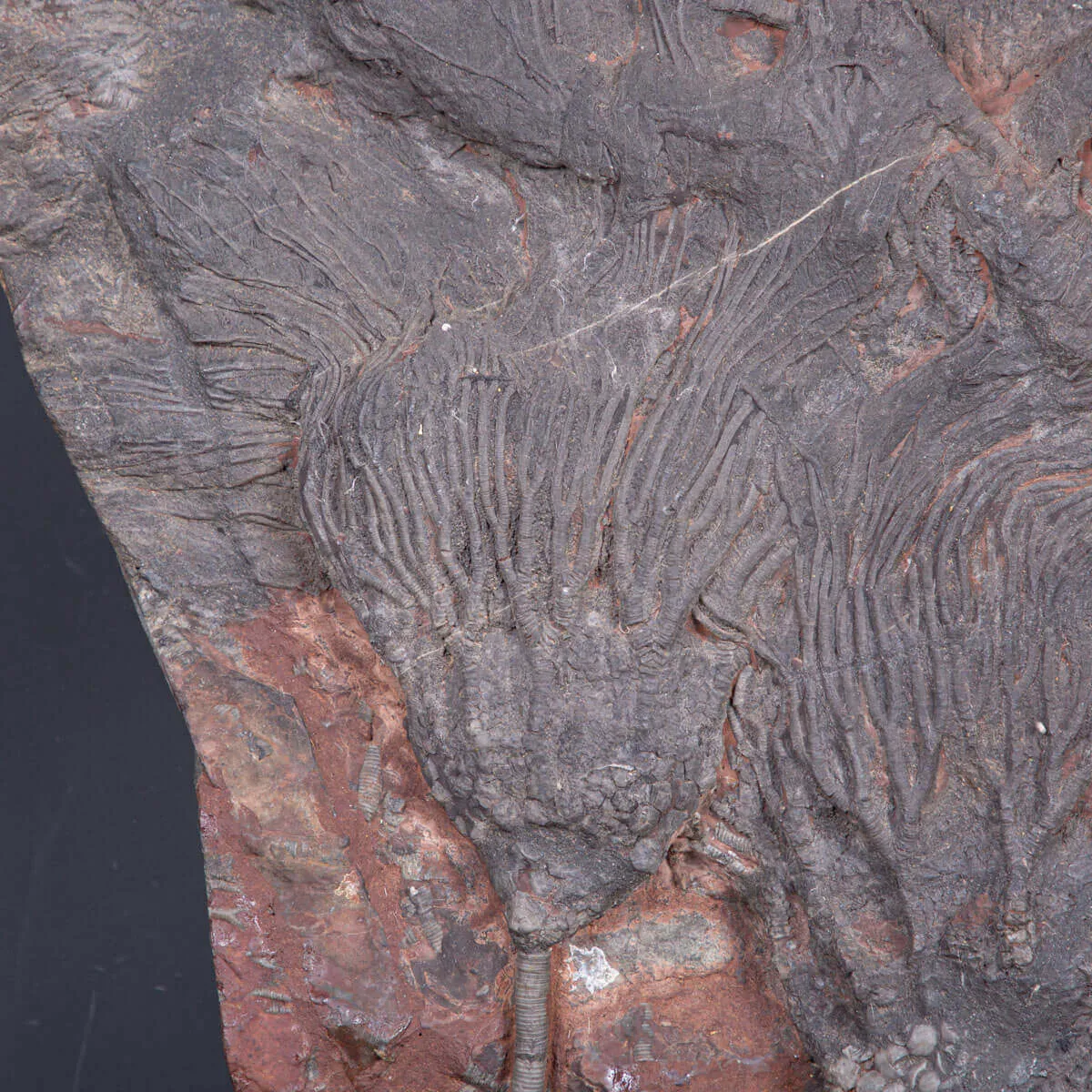 Meraviglia dei Crinoidi Scyphocrinites Elegans.