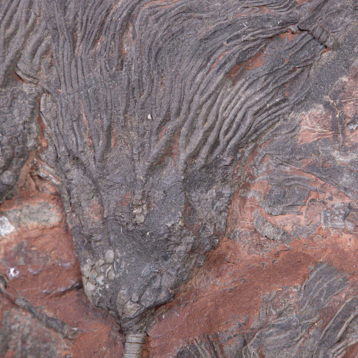 Meraviglia dei Crinoidi Scyphocrinites Elegans.