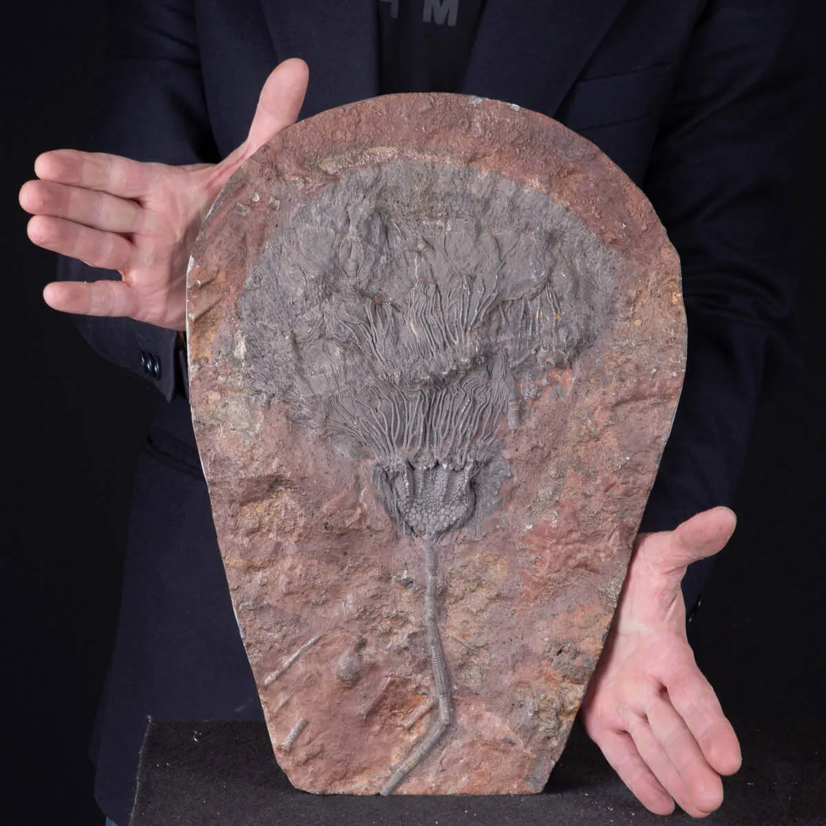Lastra Fossile con Grande Crinoide.