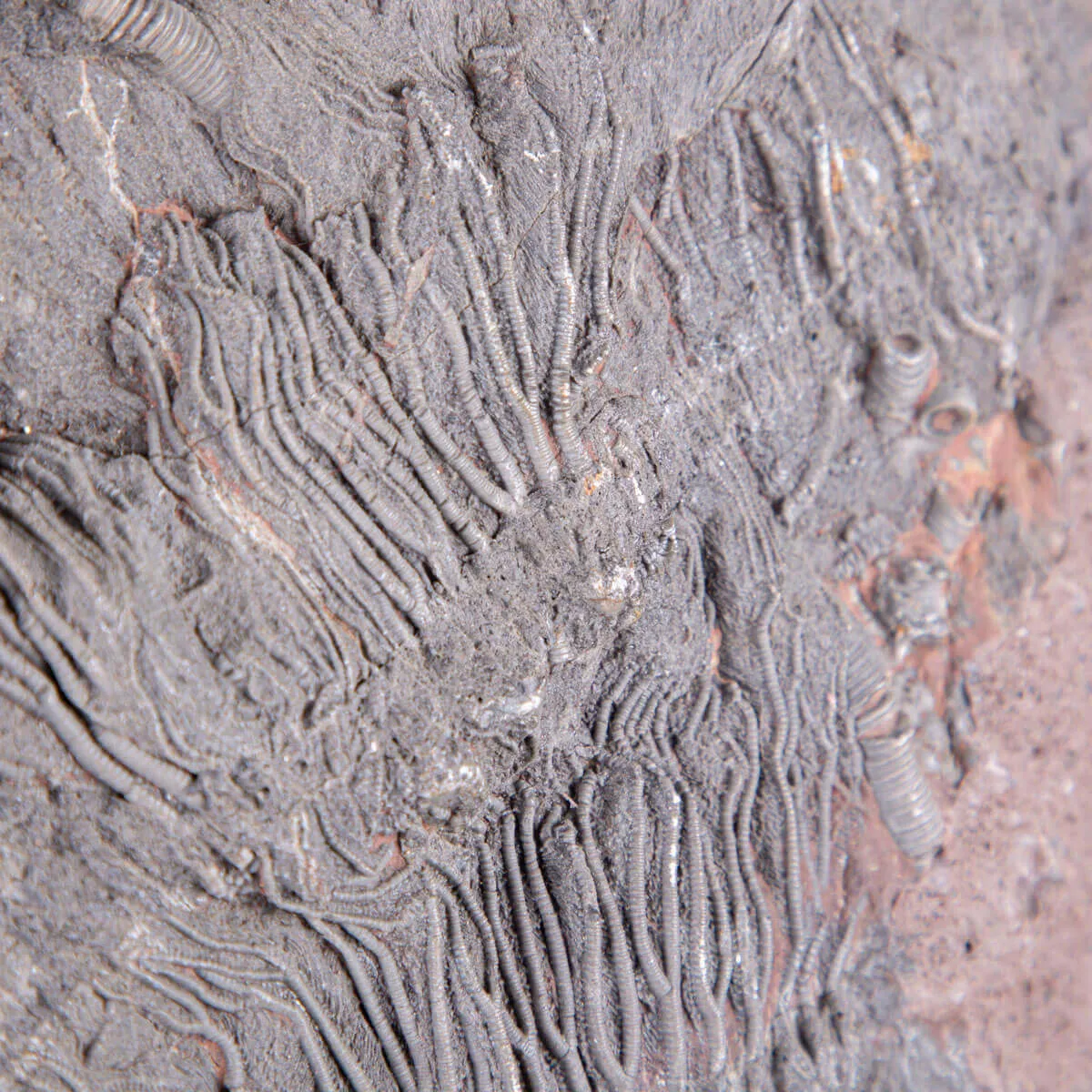 Lastra Fossile con Grande Crinoide.