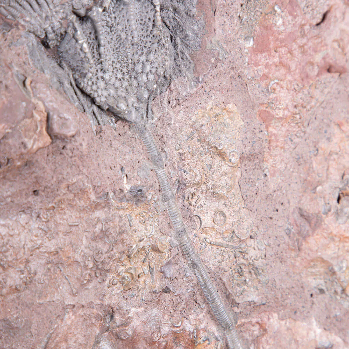 Lastra Fossile con Grande Crinoide.