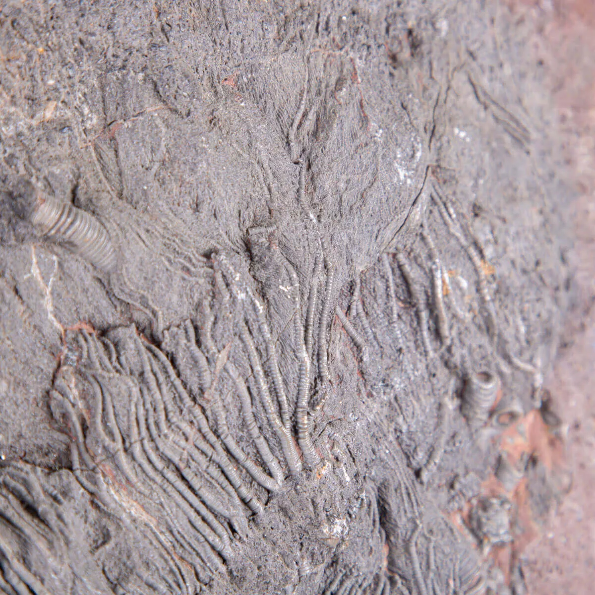 Lastra Fossile con Grande Crinoide.