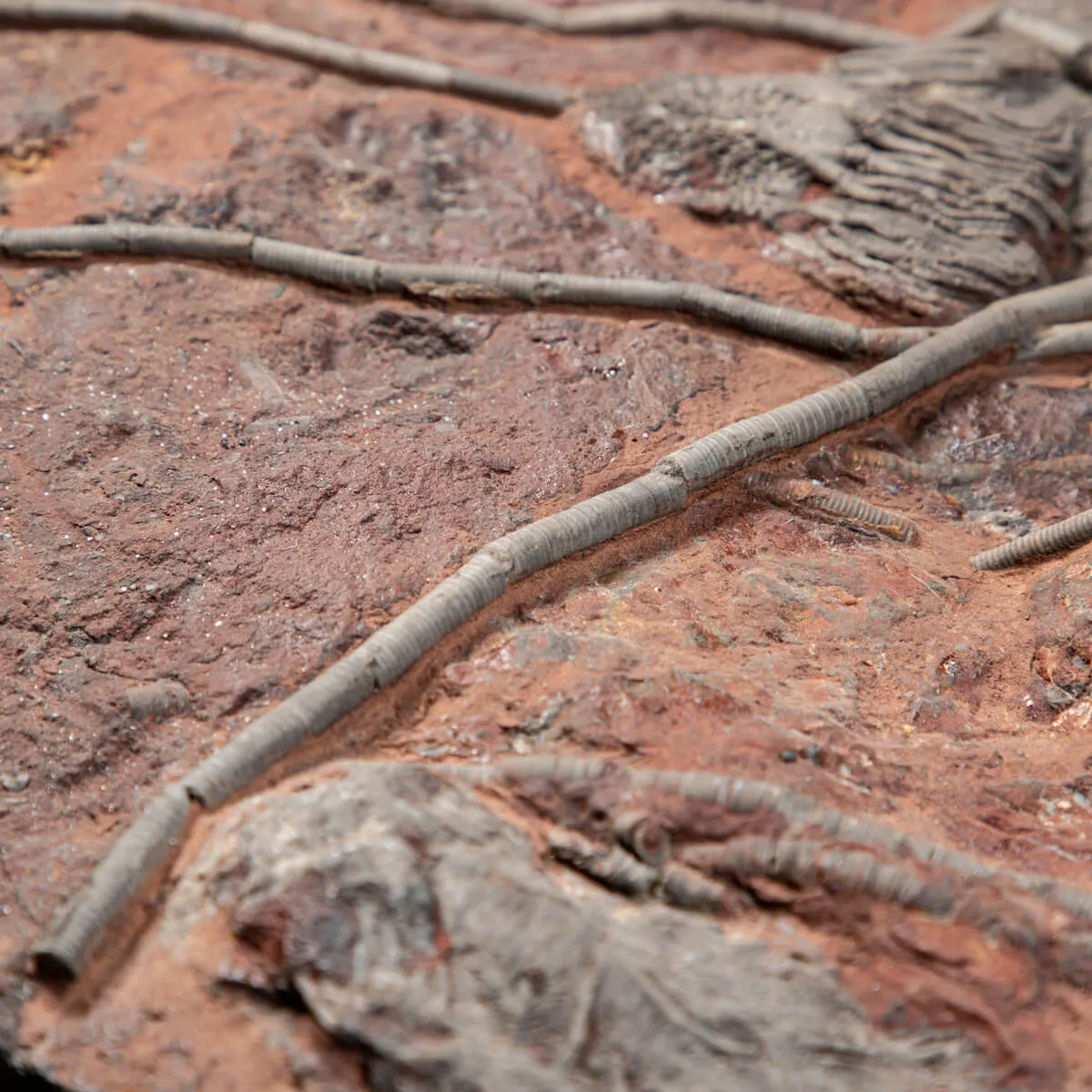 Crinoide