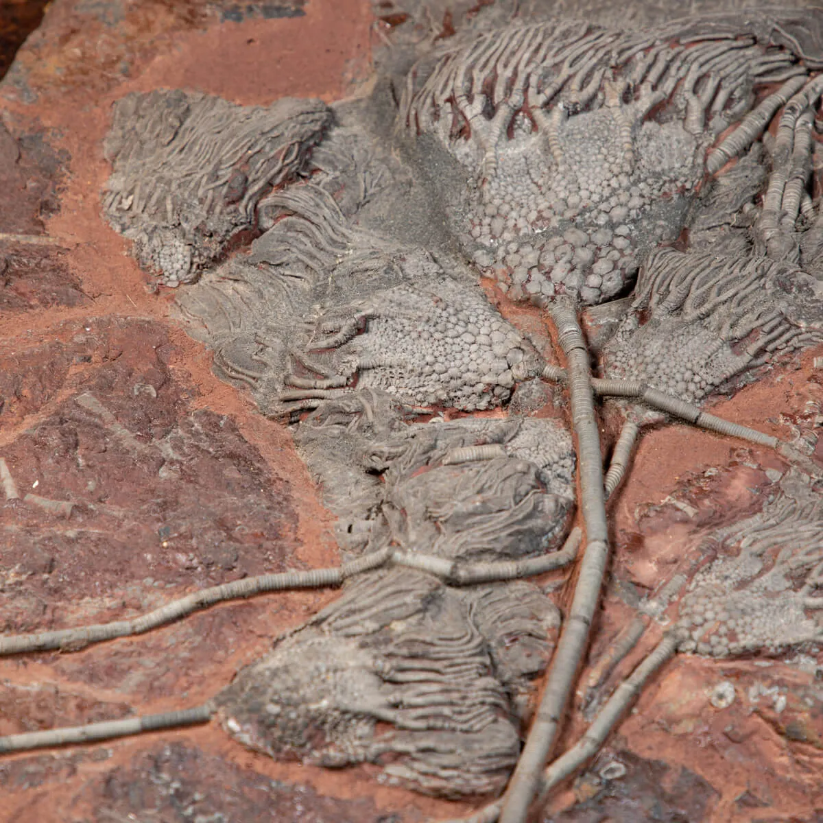 Crinoide