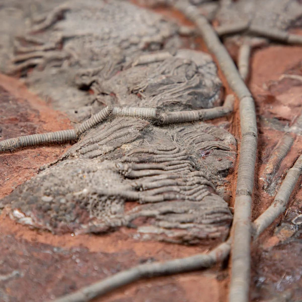 Crinoide