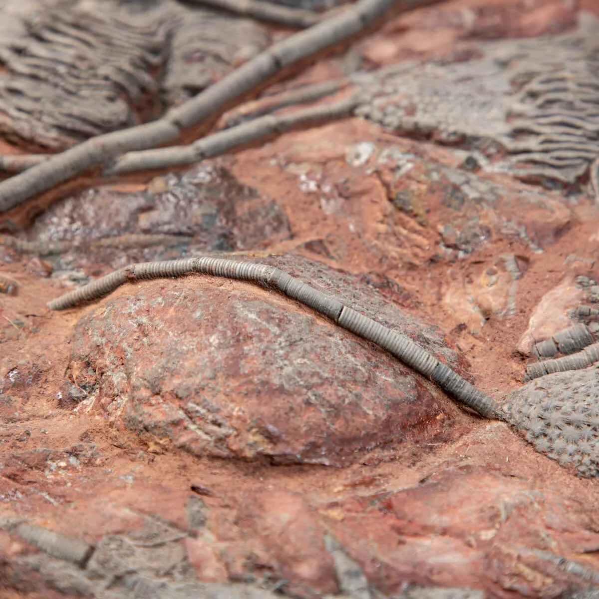 Crinoide