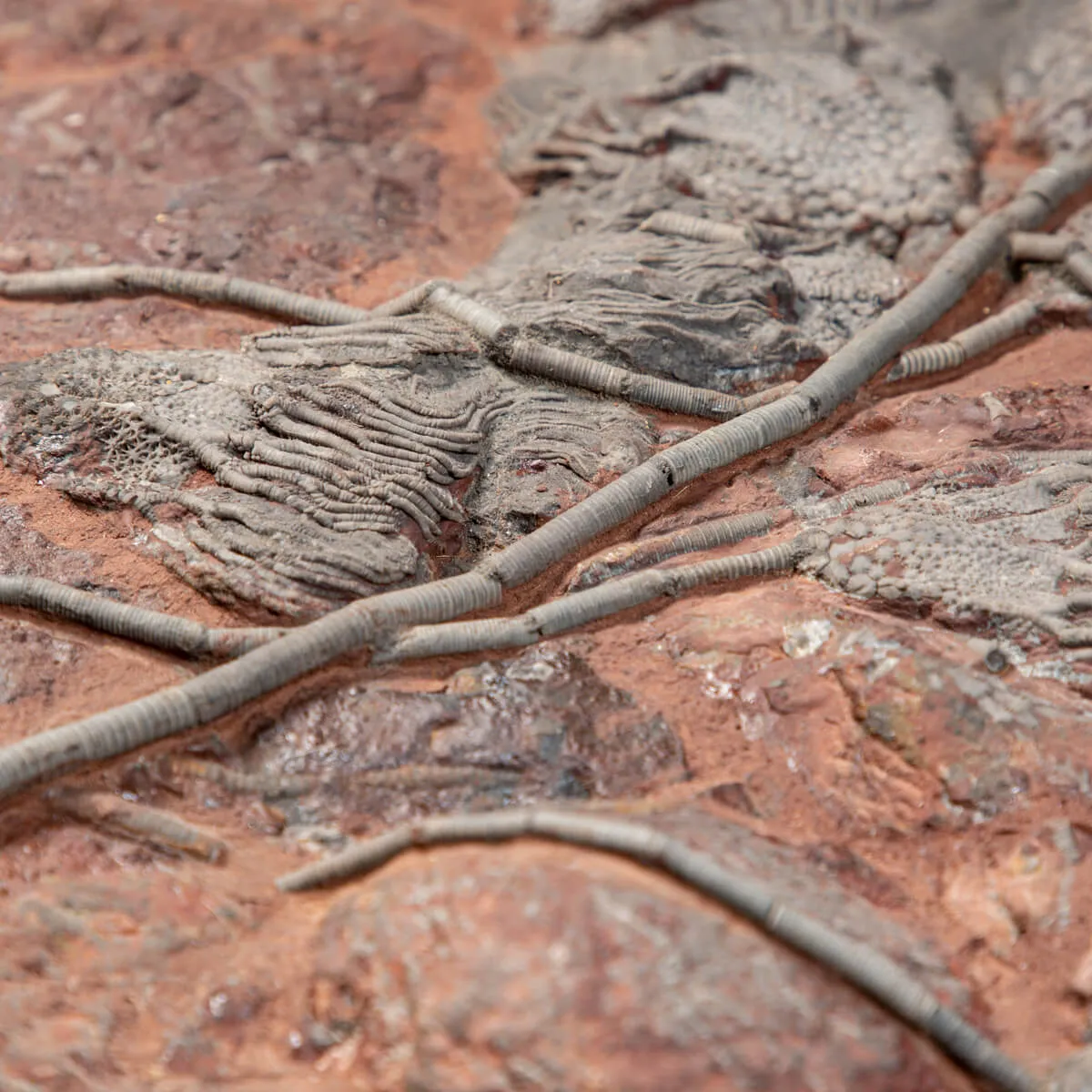 Crinoide