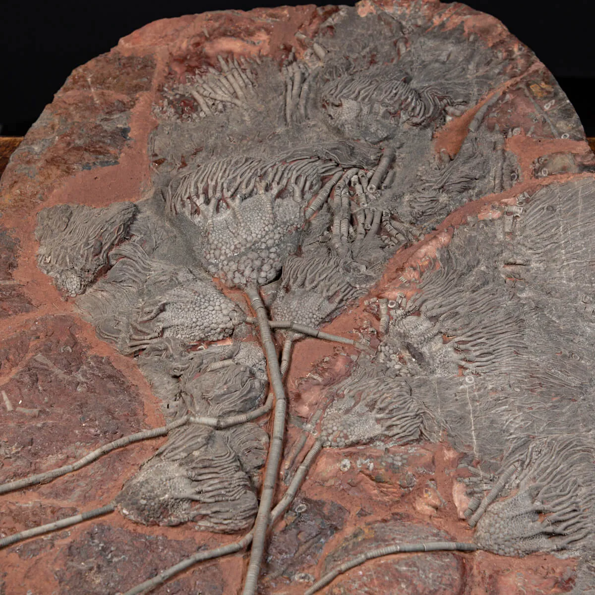 Crinoide