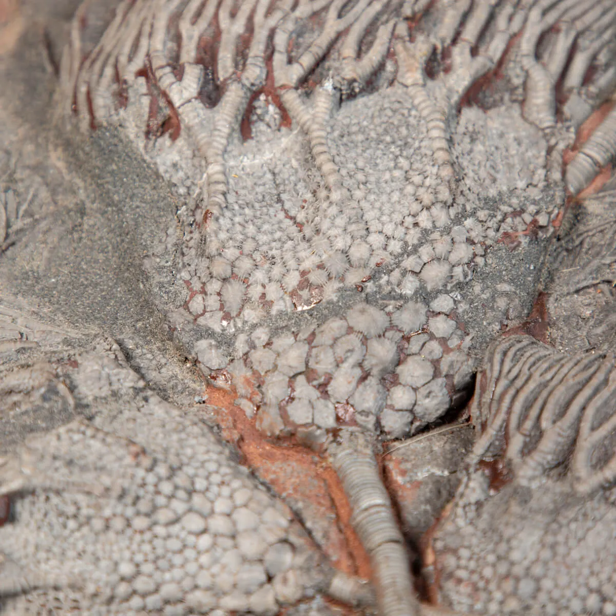 Crinoide
