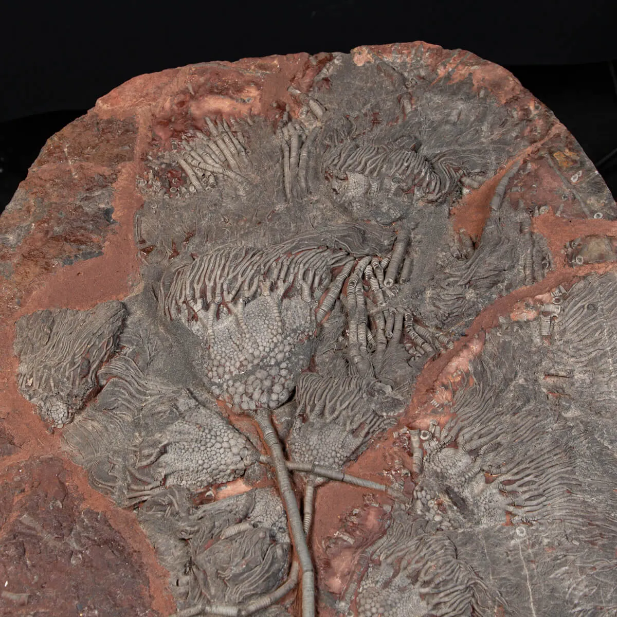 Crinoide