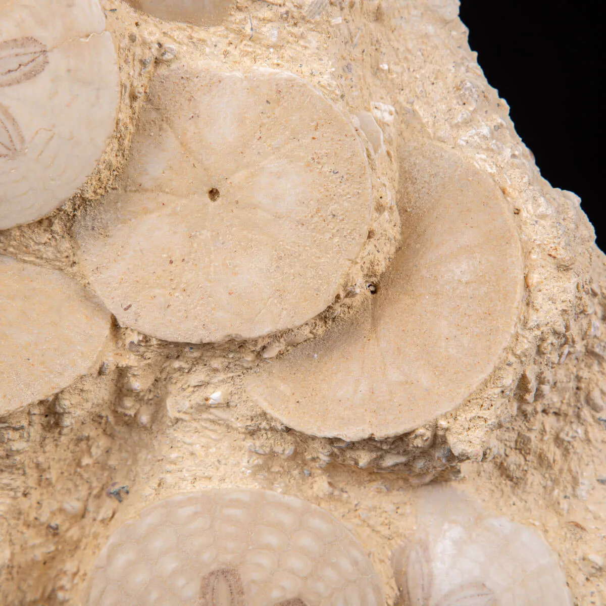 Fossili di Dollari di Sabbia del Miocene.