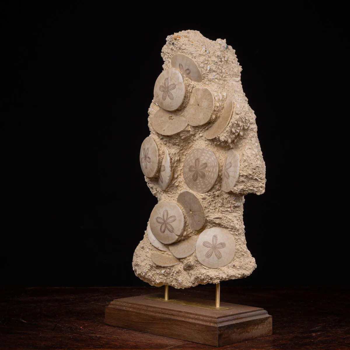 Fossili di Dollari di Sabbia del Miocene.