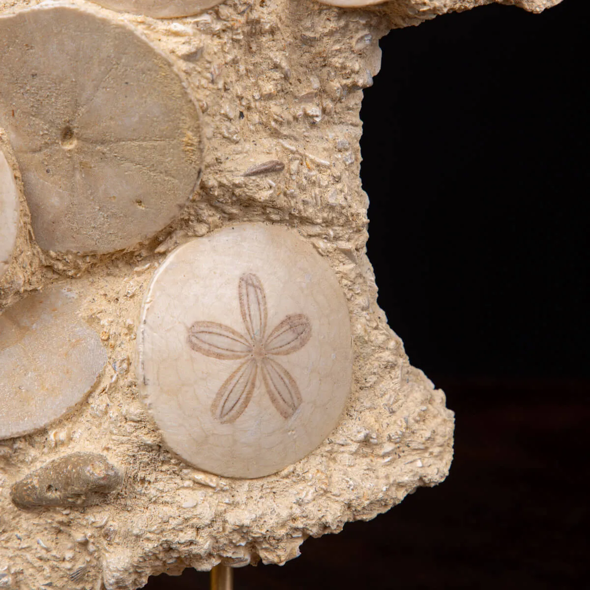 Fossili di Dollari di Sabbia del Miocene.