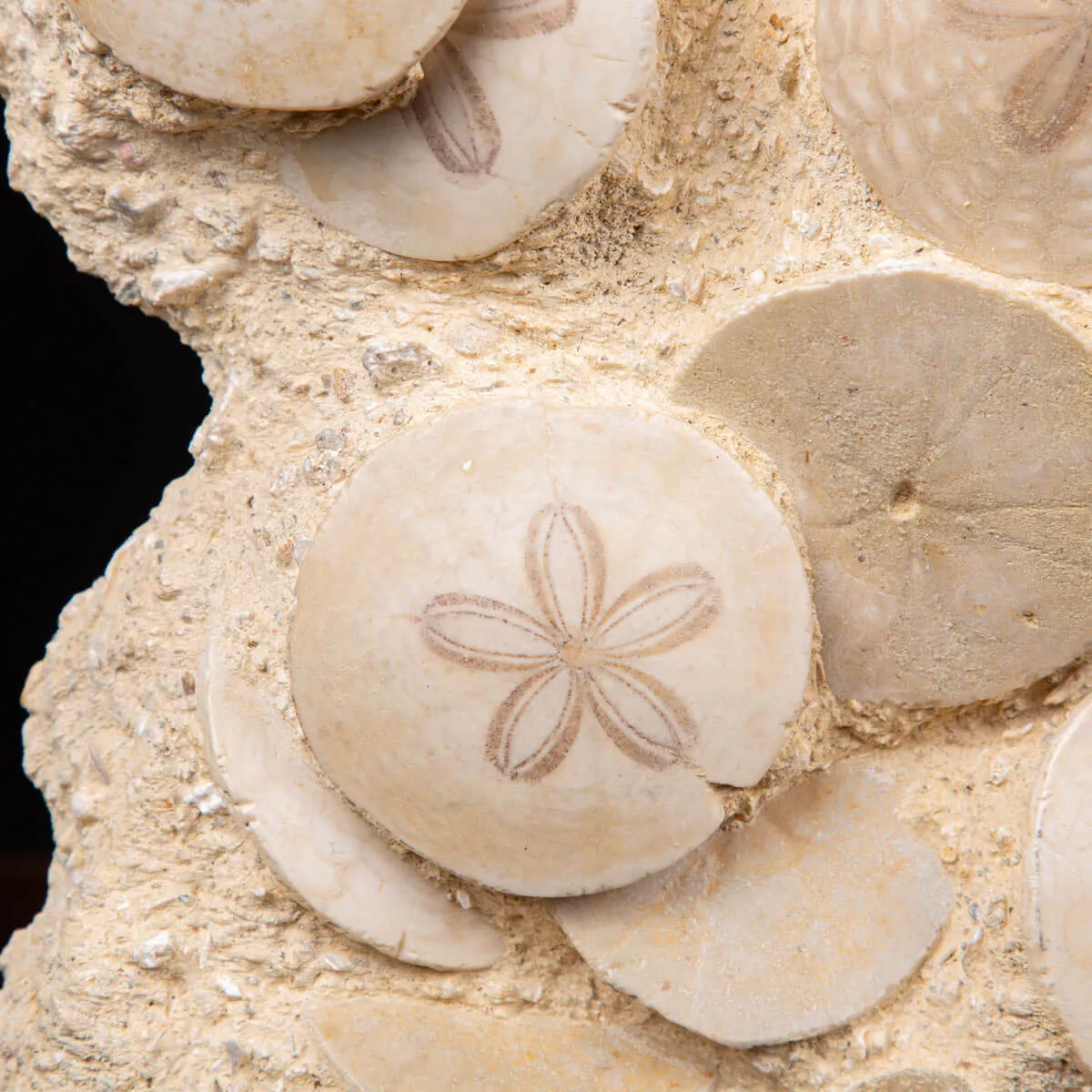 Fossili di Dollari di Sabbia del Miocene.