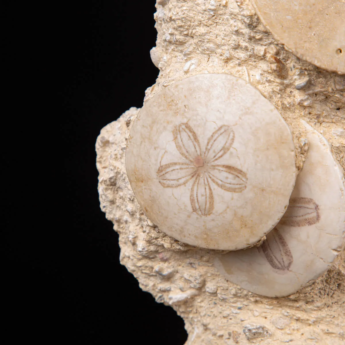 Fossili di Dollari di Sabbia del Miocene.