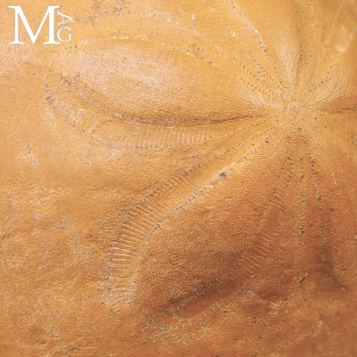 Clypeaster Fossile su Base in Legno e Ottone –  Marocco