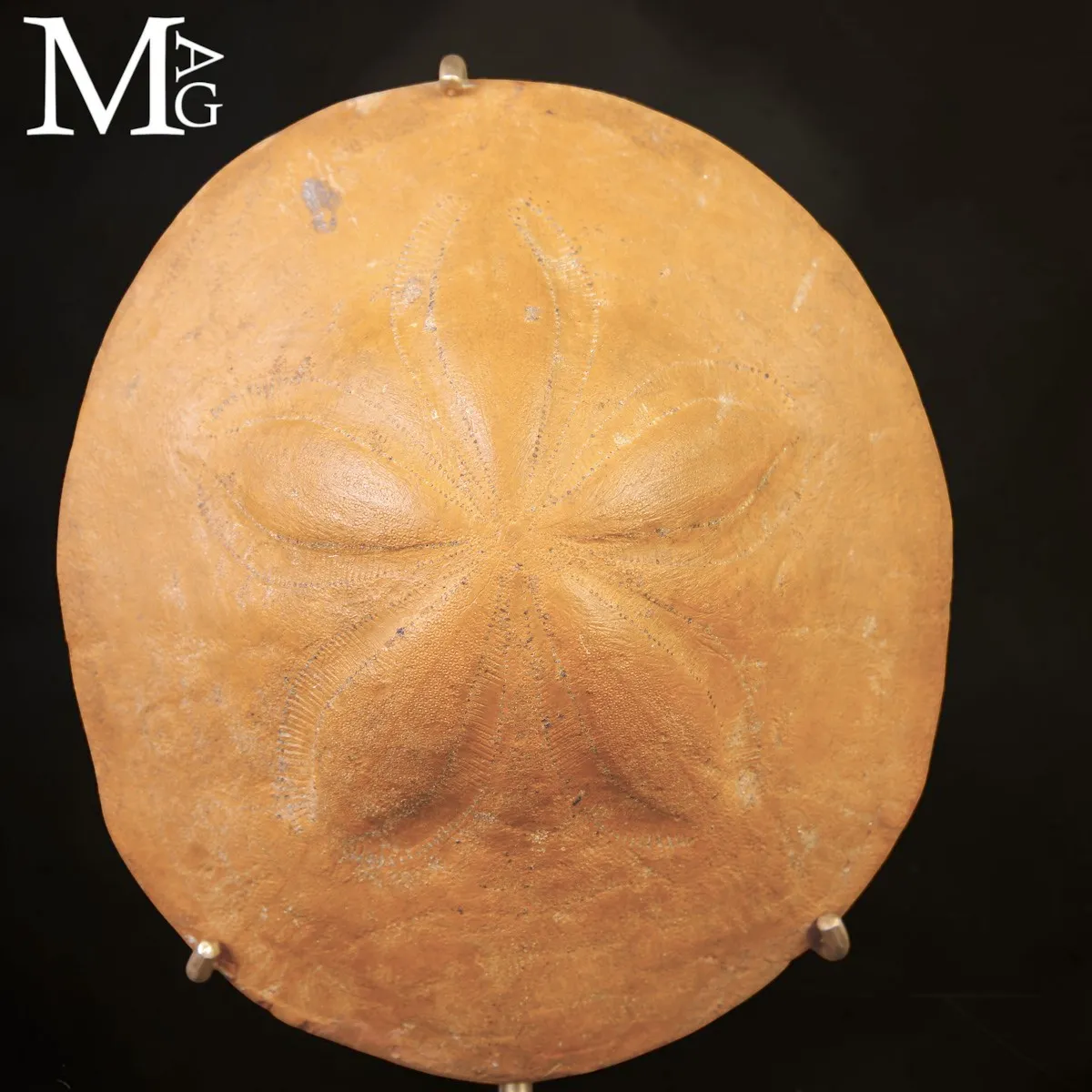 Clypeaster Fossile su Base in Legno e Ottone –  Marocco