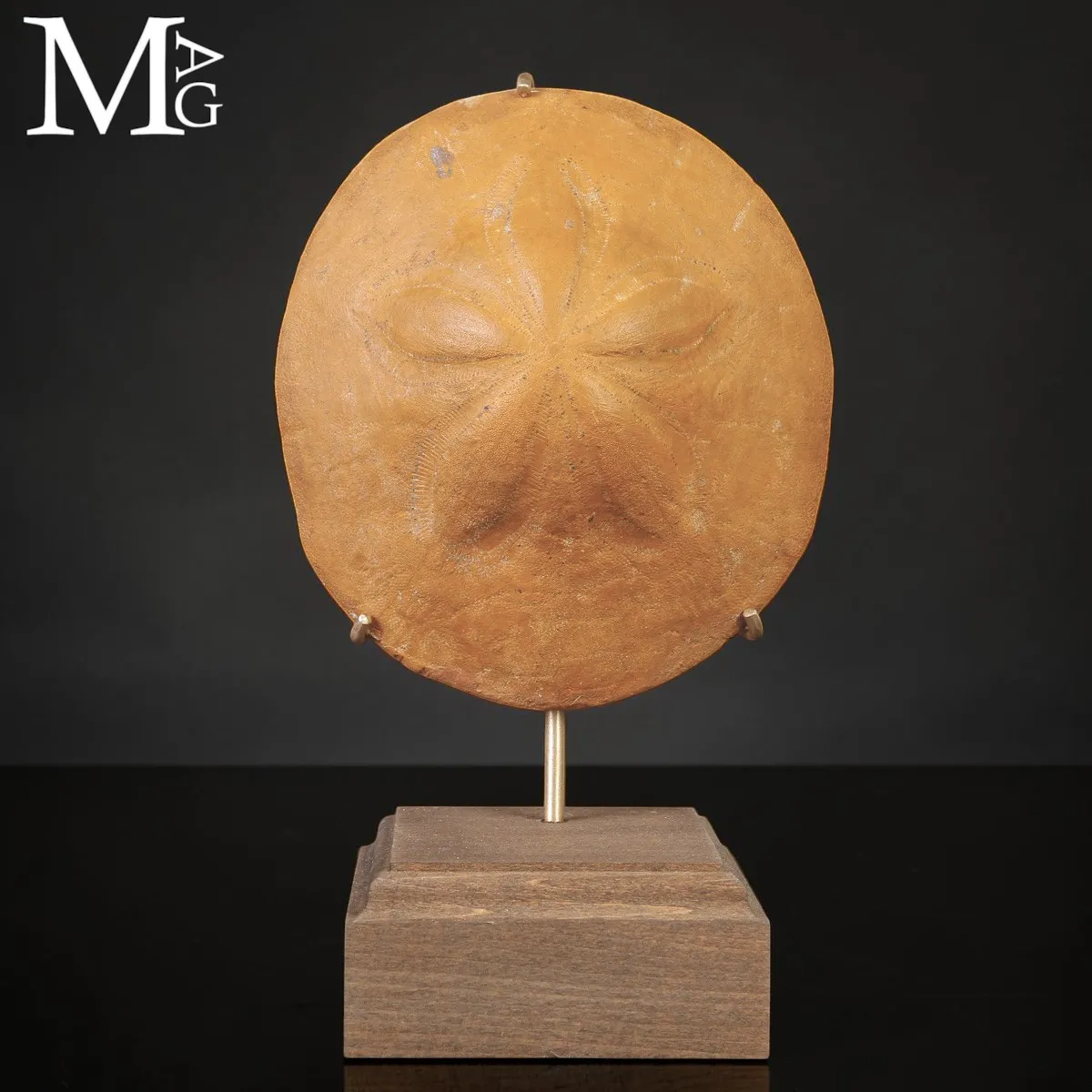 Clypeaster Fossile su Base in Legno e Ottone –  Marocco