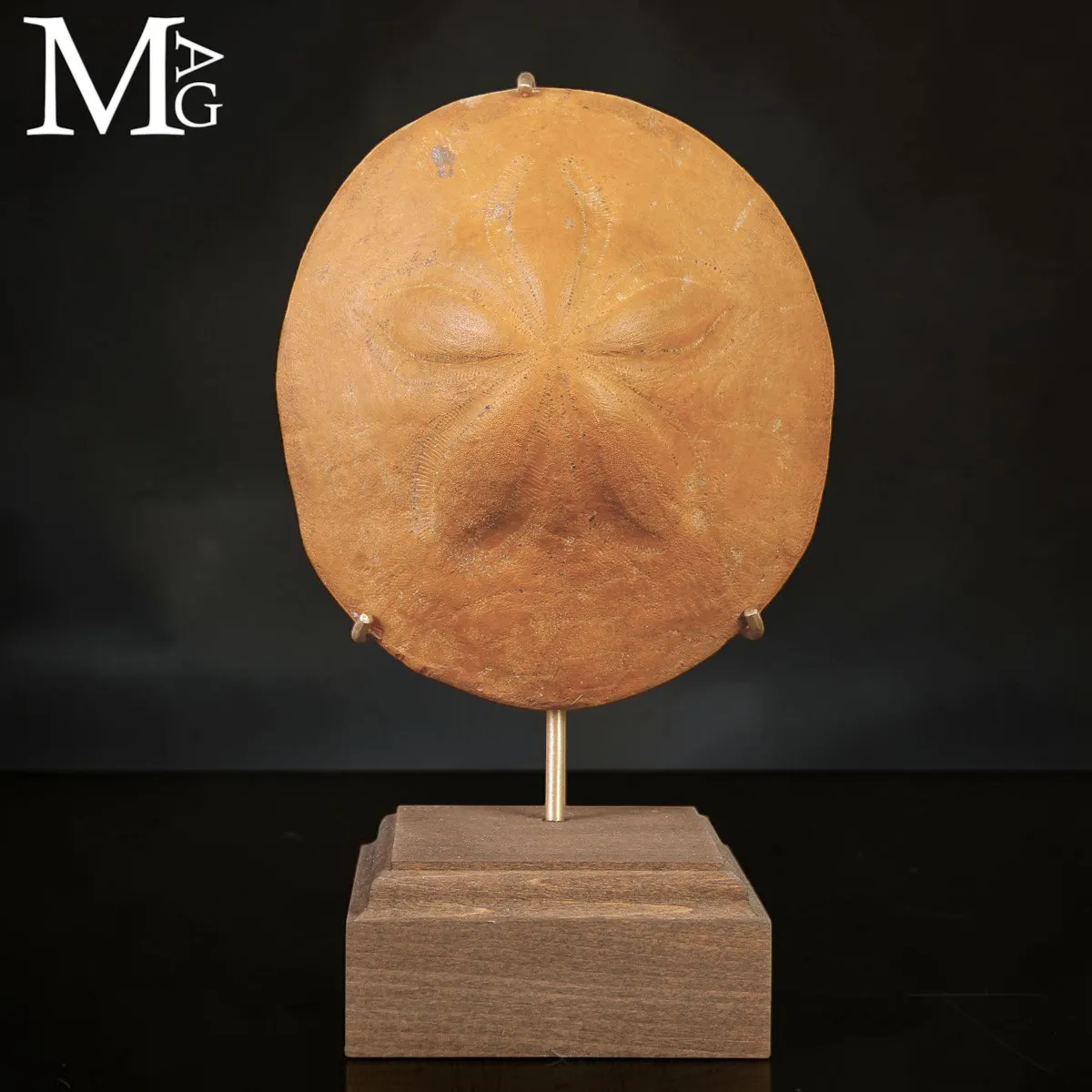 Clypeaster Fossile su Base in Legno e Ottone –  Marocco