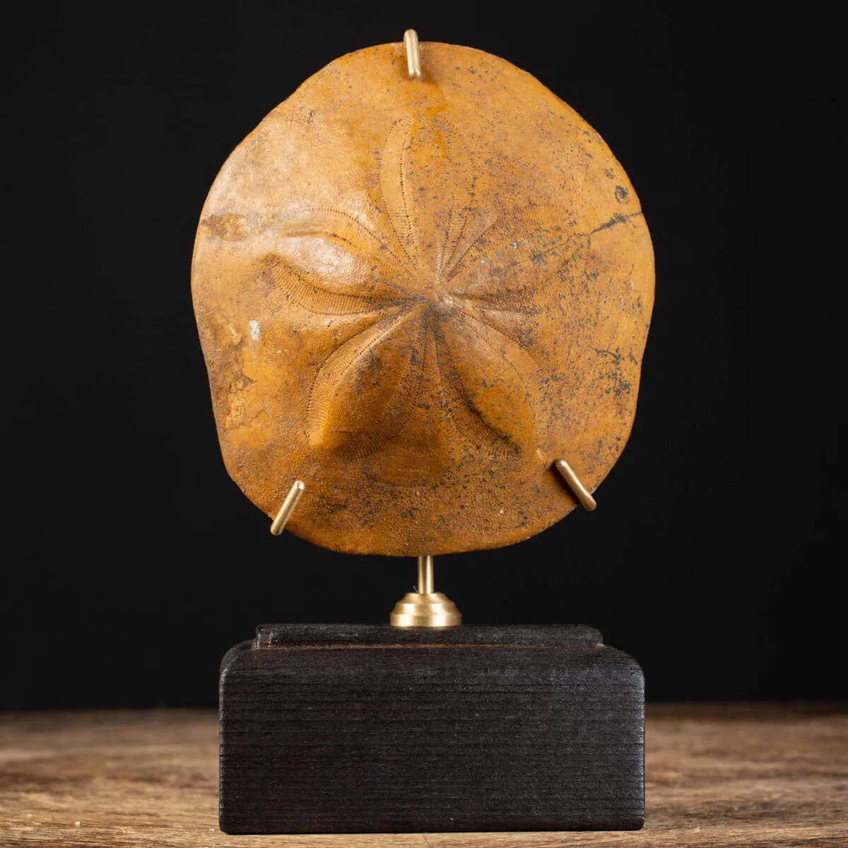 Elemento Fossile di Storia Naturale - Clypeaster
