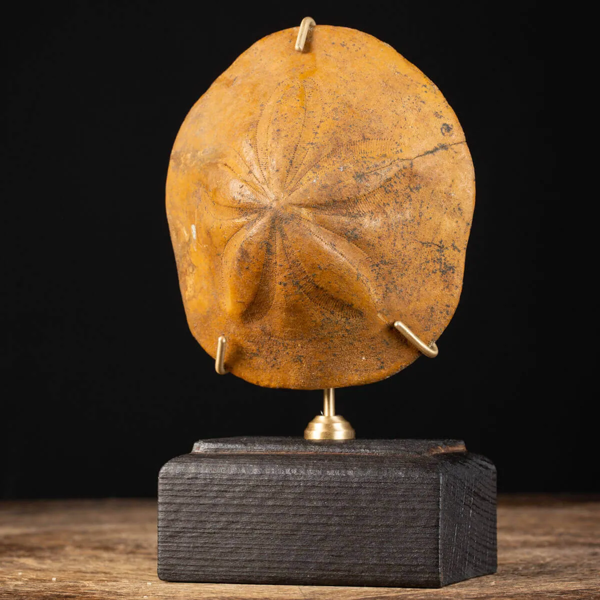 Elemento Fossile di Storia Naturale - Clypeaster