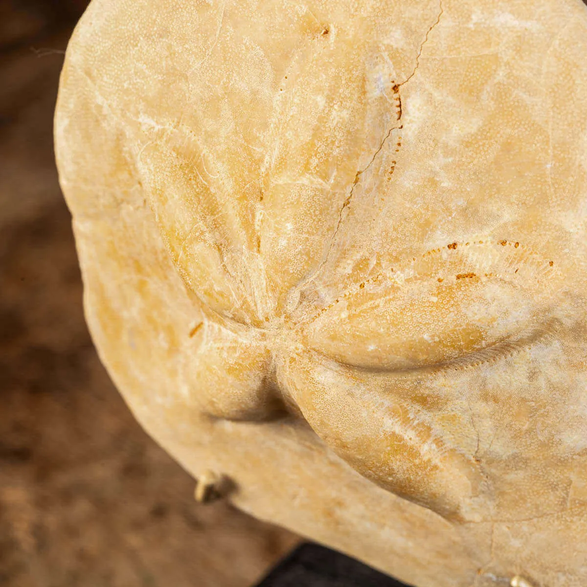 Fossile di riccio marino - Clypeaster