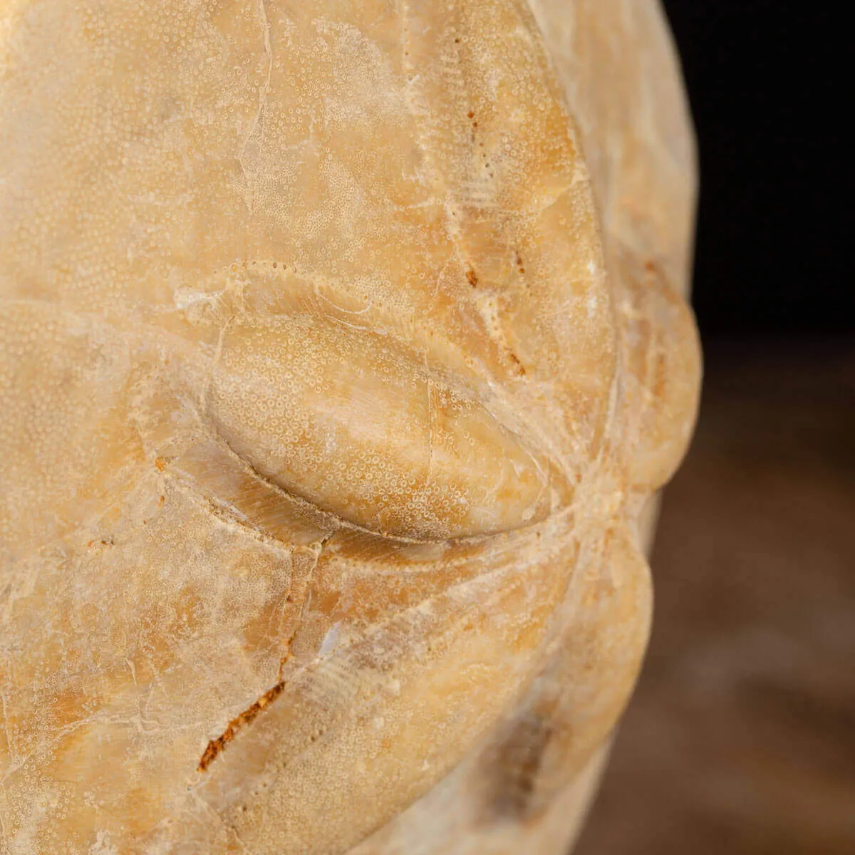 Fossile di riccio marino - Clypeaster
