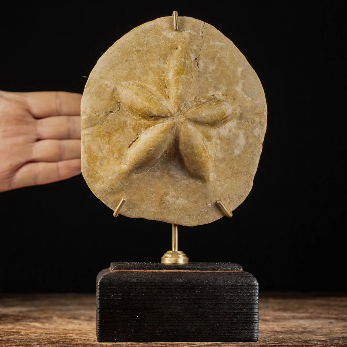 Fossile di riccio marino - Clypeaster
