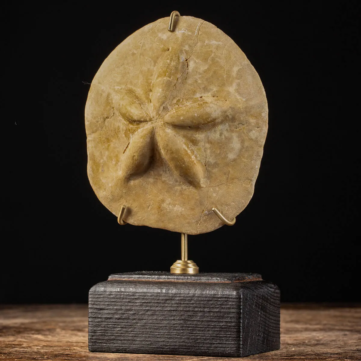 Fossile di riccio marino - Clypeaster
