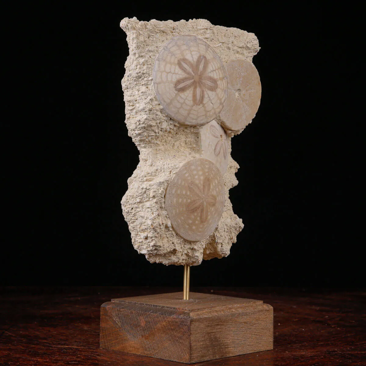 Echinoidi Fossili del Miocene.