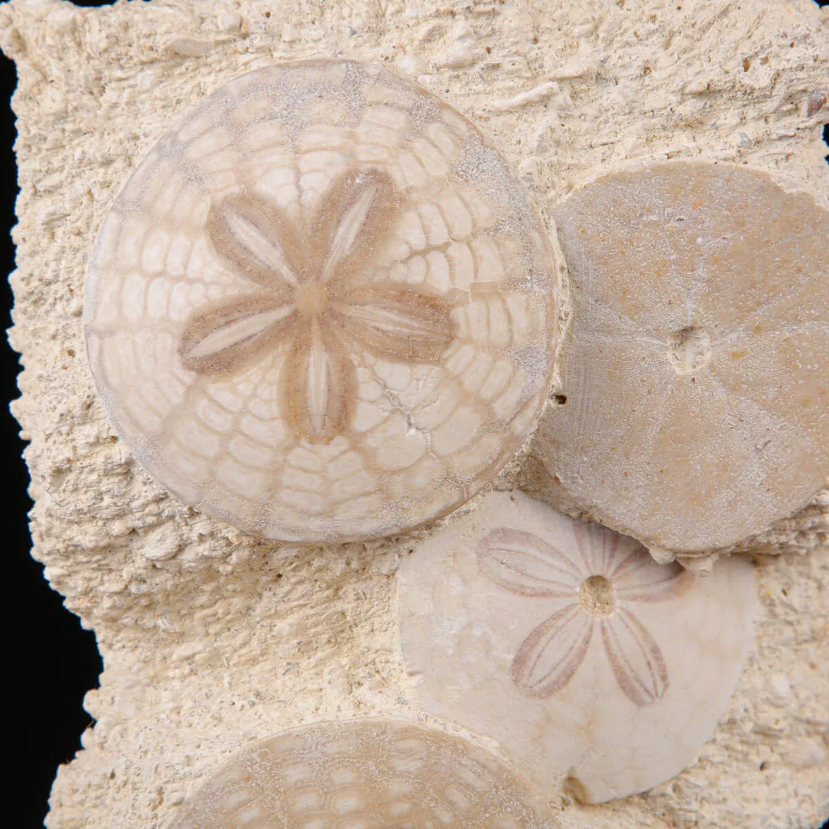 Echinoidi Fossili del Miocene.