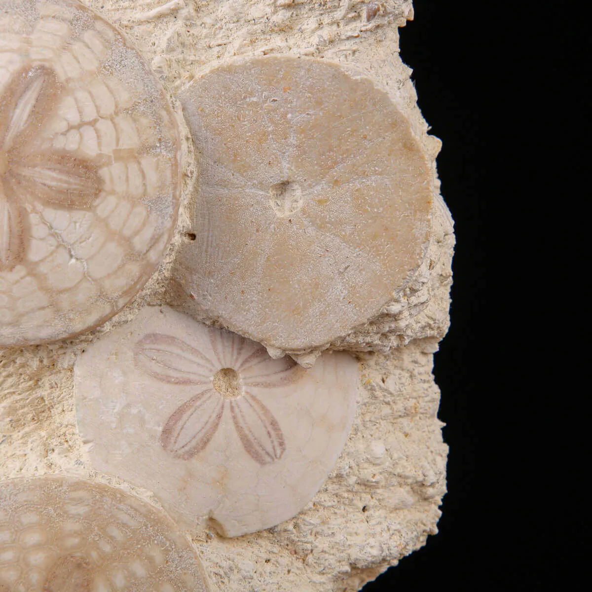 Echinoidi Fossili del Miocene.
