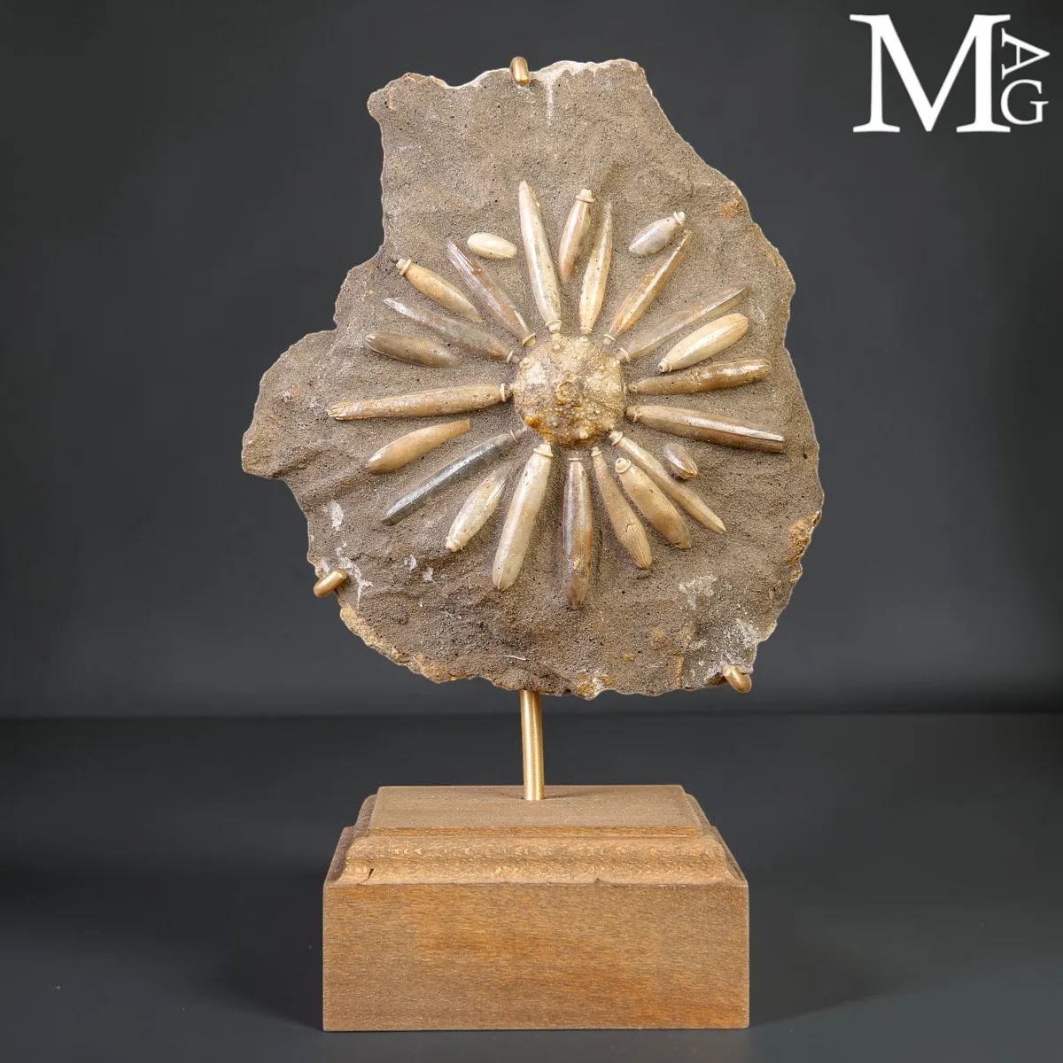 Asterocidaris Bistriata – Echinoide Fossile su Matrice – Spagna
